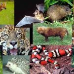 Fauna