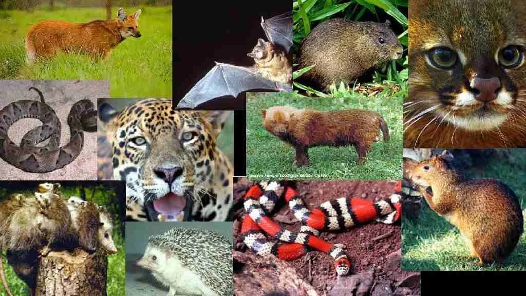 Fauna